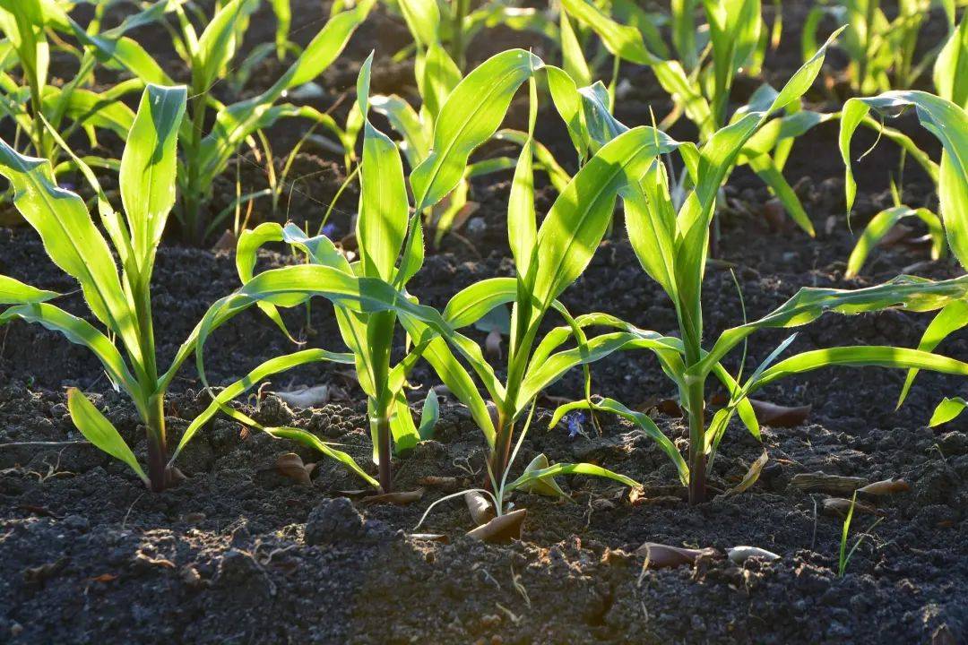 生物質(zhì)碳